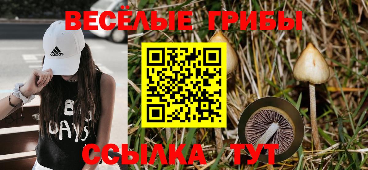Псилоцибиновые грибы Psilocybe Евпатория